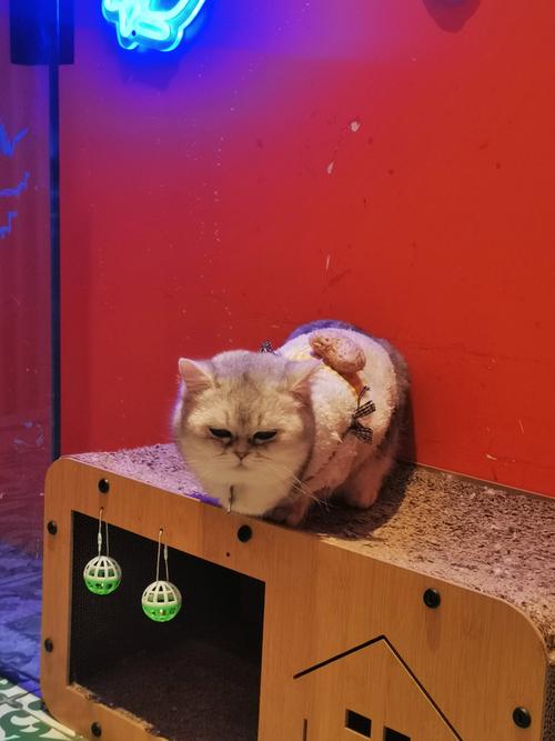 野猫影院免费在线观看 - 最新热播剧集、高清电影资源与独家动漫番剧一站式追剧平台